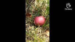 Autumn Apple Picking