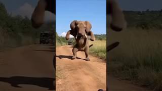 Elephant Dance  How is possible || #funny #viral #youtube #shorts #ai #clips
