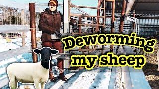 How my Sheep Farm Differs from GREG JUDY's | Deworming a Flock of Dorper Sheep