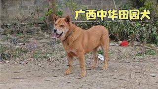 200元买的中华田园犬，朋友都说买值了，长的确实太快了，原谅称重的方法||dog