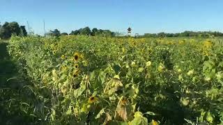 BloomsnBeesFarm.com… SouthWest Michigan’s Newest & Largest Flower Farm… Berrien Springs Michigan