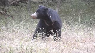 Sloth Bear eating termites in Ranthambhore with vipul jain Naturalist.