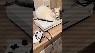 My Cat loves XBOX
