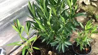 Nerium oleander ein Jahr nach dem Rückschnitt // Gartenschlau.com