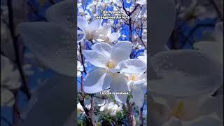 Три лучших сообщения Ангела#посланиеангелов  #медитацияпередсном #поддержкавселенной