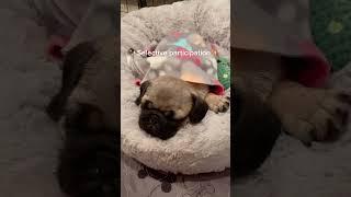 Im not lazy #dogs #newpuppy #pug #cutepug #doglove #sleepypug