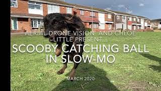 Aerial Drone Vision and Chloe Little production. Scooby the airborne Dachshund