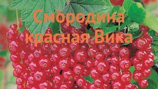 Смородина красная Вика (ribes rubrum)  смородина Вика обзор: как сажать саженцы смородины Вика