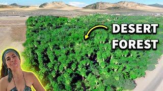 How This Woman Transformed Desert Into Lush Forest! [PART TWO]