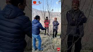 How to Apple pruning?/सेब के पौधों की प्रूनिंग कैसे करें?/Apple pruning camp/Apple cutting2022/Royal