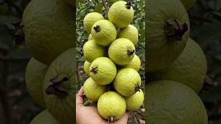 How to Grow a Guava Tree from Guava Fruit – Easy at Home!