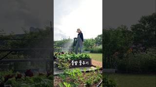 가드너의 앞마당 텃밭 #가드닝 #가드너일상 #마당있는집 #텃밭가꾸기 #틀밭 #도시농부 #상추키우기 #전원주택일상 #gardening #kitchegarden