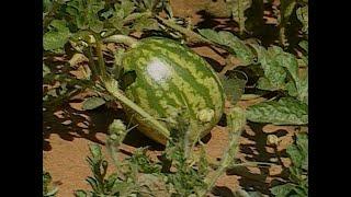 Watermelon Research at OSU