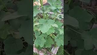 Getting That Okra