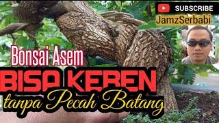 Bonsai Asam Jawa Inspiratif@jamz serbabi