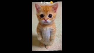 el gato my love#elgato #bananacat #roblox #shorts #happycat
