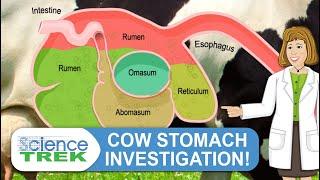 Digestive System: Cow Stomach Investigation | Science Trek