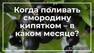 Когда поливать смородину кипятком – в каком месяце? | toNature.Info