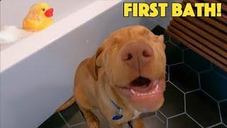 Puppy with No Eyes gets his FIRST Bath! 