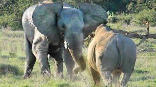 Elephant Shows Rhino Who's Boss!