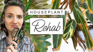 House Plant RESCUE  How To Save a Dying House Plant