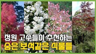 이런 식물 본 적 있나요? 여름을 빛내는 독특한 정원수 5종! 여름 정원에 꼭 어울리는 아름다운 식물 소개 #정원 #노지월동 #꽃나무