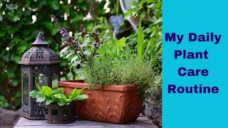 ️ Medicinal Herb Garden Tour : My Daily Plant Care Routine