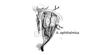 Arteria ophthalmica (02:12) ┃teoriyata.com