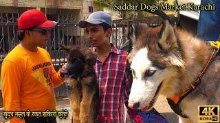 Saddar Exotic Dogs Market 17-9-2023 Karachi | Belgian Shepherd dogs | تولد كلاب الحراسة وكلاب القتال