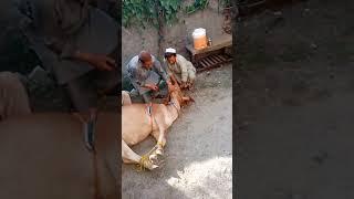 Qurbani ka janwar ko zabah karne ka tareeqa