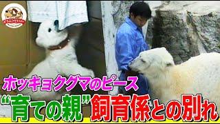 【奇跡の記録】もう自宅では育てられない…飼育係とホッキョクグマ「ピース」の別れ やがて異常行動で命の危機に！Part２【どうぶつ奇想天外／WAKUWAKU】