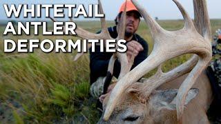 Whitetail Deer Antler Deformities And How They Develop | Drop Tines, Kickers, Acorn Points