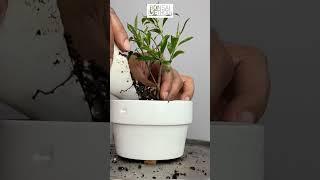 Dwarf Ficus Benjamina | Repotting | 1Min or Less