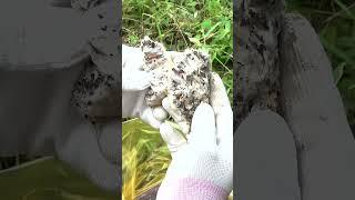 Dismantling an Empty Hive: Uncovering Large Wax Moth Cocoons