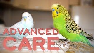 Budgie or Parakeet Care | Advanced Keeping Compilation