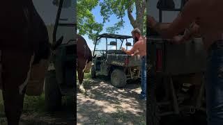 Rufus can’t stand the ranger #cow #bull #farm #animal #farmlife #rufusthebull
