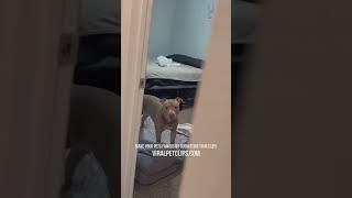 Funny Pet Videos  Best Cats & Dogs Clips  PART 23