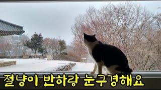 눈 오는 해인사 템플스테이 (feat 절냥이 반하조하)