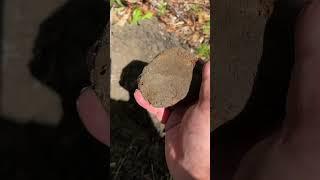 Metal Detecting the Chop Land for Relics at the 1700’s Plantation ! #shorts #relichunting
