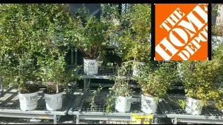 Home-Depot Shrubs And Trees Fall Sale (CLEARANCE) Garden Center Tour!