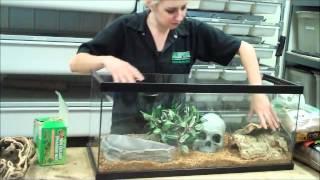 Setting up a Ball Python Display Cage