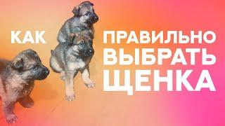 Как правильно выбрать щенка. How to choose a puppy properly.