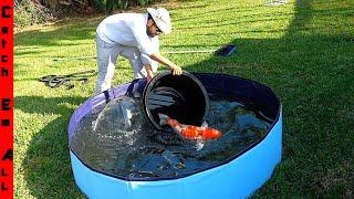 BUILDING the CHEAPEST BACKYARD POND in 3 EASY STEPS! **Kept FISH ALIVE!**