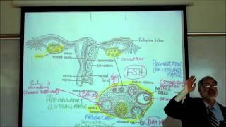 PHYSIOLOGY; THE MENSTRUAL CYCLE by Professor Fink