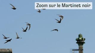 Zoom sur le Martinet noir