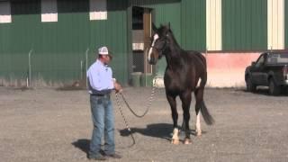 Horses that get distracted in new places