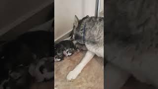 Husky Mom Counts Her Puppies Every Morning