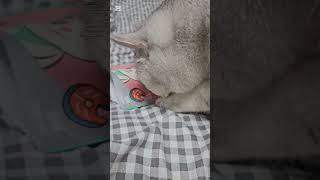 초딩 집샤 따라하는 제리씨 #고앵이