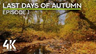 4K Autumn Forest ASMR - Birdsong & Calming Forest Stream Sounds for Focus & Work - Episode 1