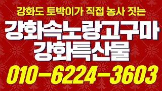 강화속노랑고구마,강화도속 노란고구마,강화특산품속노란고구마,강화토박이 고구마,강화두 특산품고구마 순무